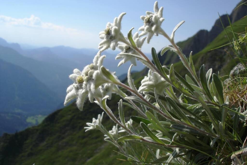 Gite Au Printemps Japonais, Petit Train De La Mure, Parc Des Ecrins Pierre-Chatel Exteriér fotografie